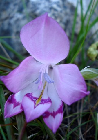 Gladiolus inflatus mauve flower